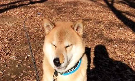 什么狗最可愛最萌