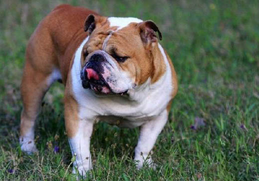 兩個月英國斗牛犬可以洗澡嗎