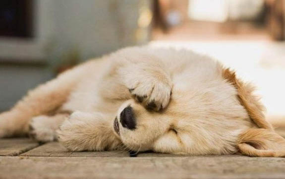 狗狗抓傷要打針嗎?
