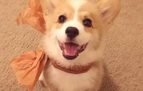 柯基犬必須要斷尾巴嗎