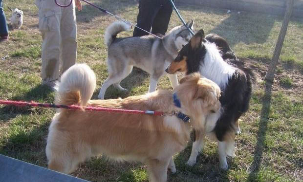 什么犬適合導盲犬
