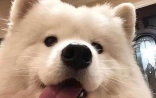 泰迪狗狗為什么會抖呢
