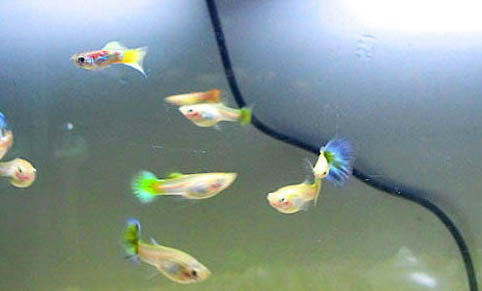 待產孔雀魚被隔離后死了