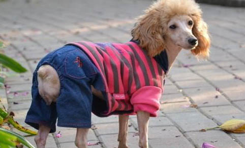 貴賓犬吃米飯能活多久