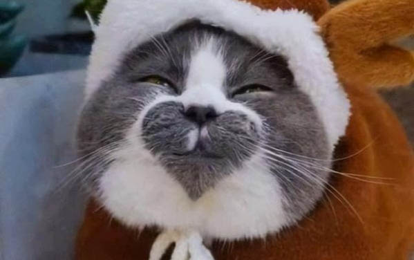 貓咪眼睛周?chē)t了怎么回事