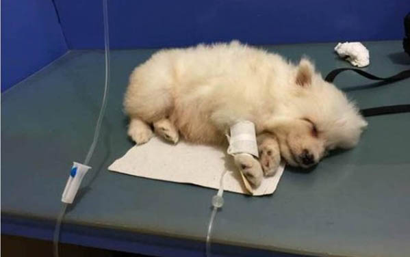 狗狗打預防針是否可以洗澡
