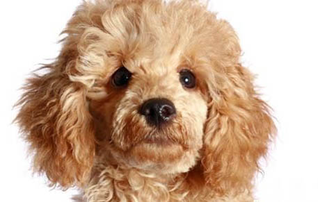 貴賓犬如何訓練
