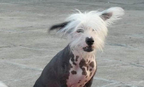 棉花面紗犬哪里有賣