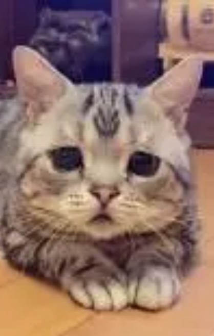 貓咪總是舔屁股