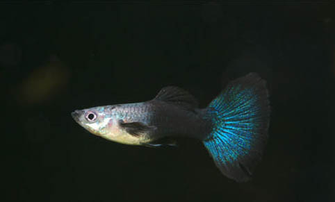 怎么知道孔雀魚要生了
