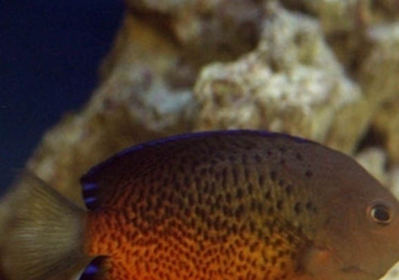 斑馬魚可以和燈魚混養(yǎng)