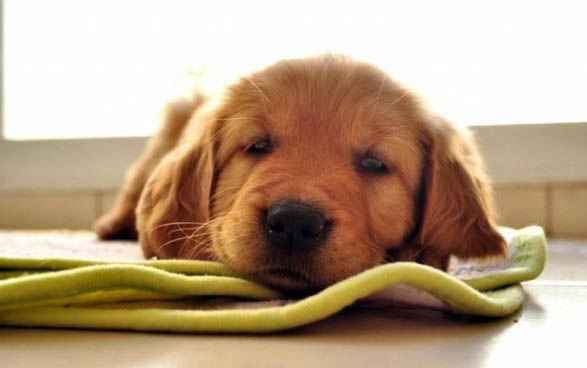 如何檢測狗狗得了細小或犬瘟