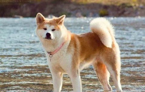 秋田犬怎么樣適合養嗎？