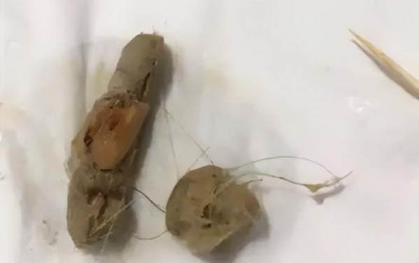 狗狗使用左旋咪唑注意事項