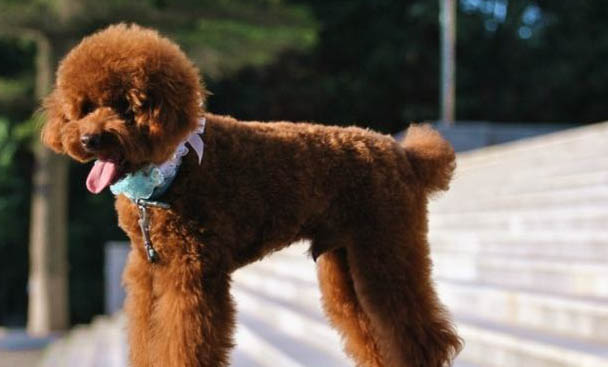 貴賓犬例假多久后能洗澡