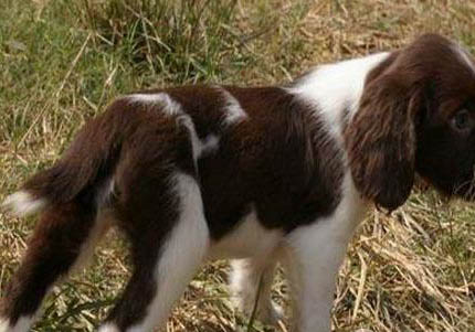 史賓格犬有哪些毛病？