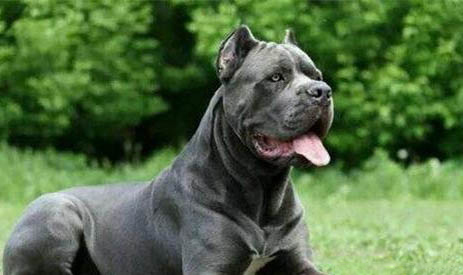 卡斯羅犬適合打獵嗎