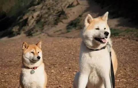 秋田犬和柴犬哪個好？