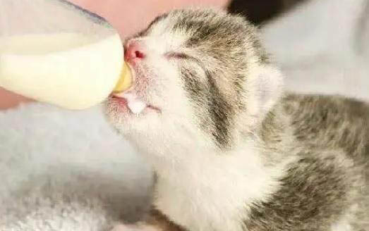 小貓一直吐黃水怎么辦？求解！