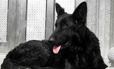 比利時(shí)牧羊犬生完寶寶后應(yīng)該吃什么