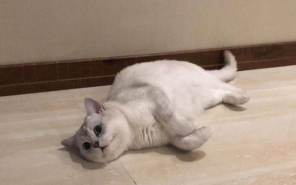 請問貓咪嘔吐的原因及處理方法?