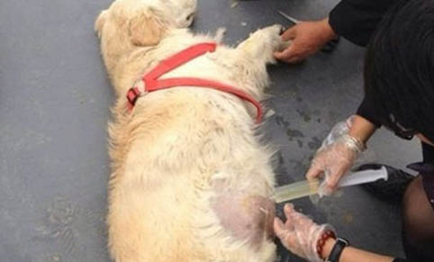 狗狗得黃疸死亡率是不是很高