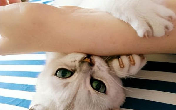 貓咪吃了雞骨頭死了