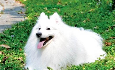 銀狐犬的價位