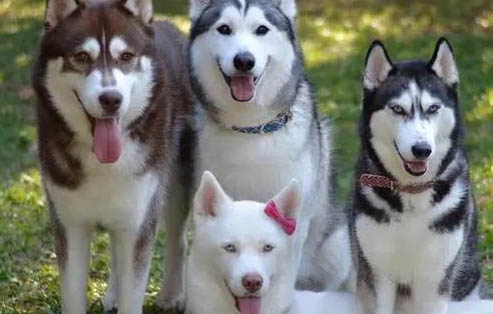 哈士奇犬的美容與日常護(hù)理