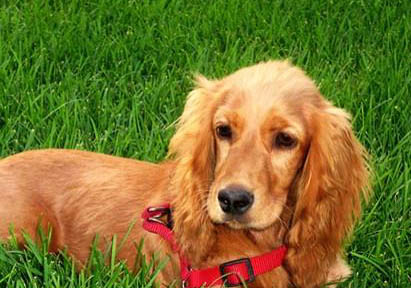 英國可卡犬真菌感染的原因及處理方法