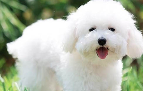 比熊犬和貴賓犬區別