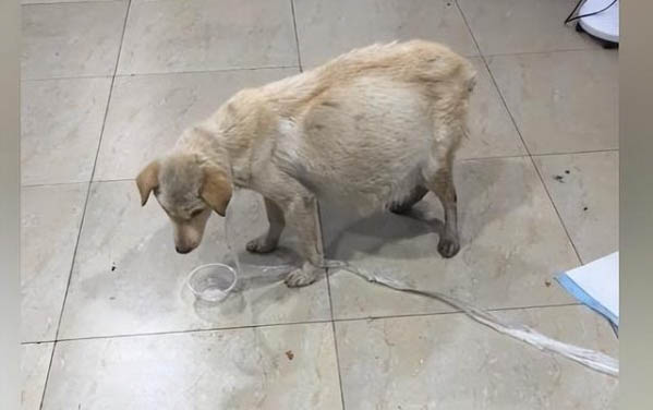 狗狗得了肺炎一般多久能好