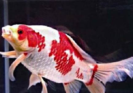 金魚突然身體變黑