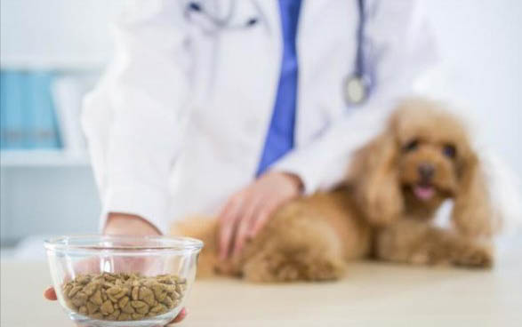 泰迪犬和比熊犬哪個好養(yǎng)