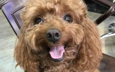 狗耳朵尖爛了是什么原因