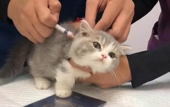 貓咪耳朵邊緣有皮屑結痂是怎么回事