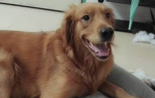 狗狗睡姿看性格？
