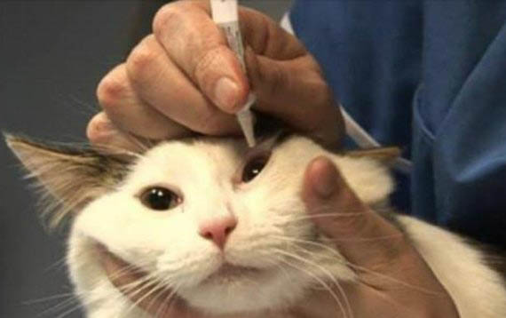 小貓感冒了怎么辦