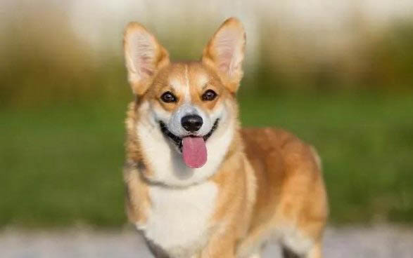 有哪些狗狗作為導盲犬?