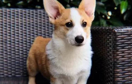 柯基飼養要注意什么