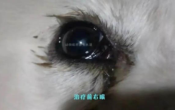 狗狗耳朵里面流膿很臭需要用什么藥