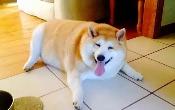 狗狗腹水多久會死?