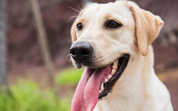 狗狗安樂死的藥在哪里買？