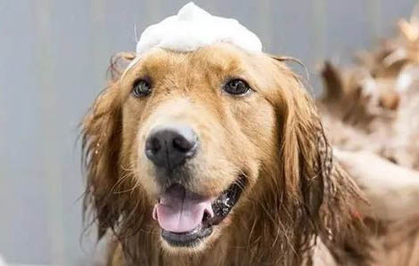 狗狗得了狂犬病能活多久