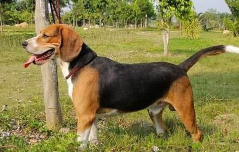 騎士查理王小獵犬太興奮怎么訓練