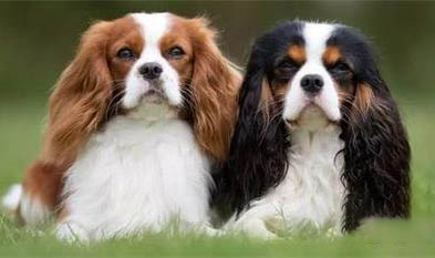 騎士查理王小獵犬不愛吃東西的原因都是什么