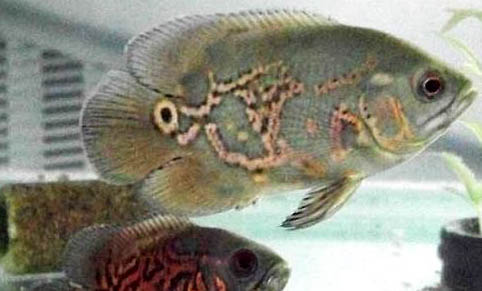 地圖魚不精神不吃東西怎么辦