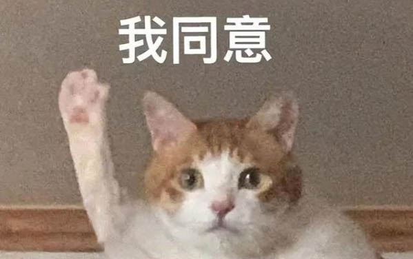 最漂亮的貓科動物排名