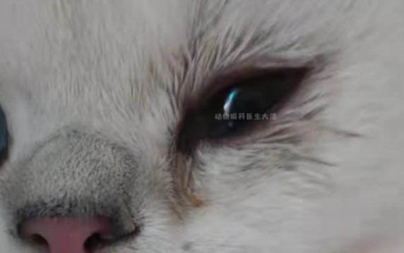 小貓絕育后還是亂尿的怎么辦