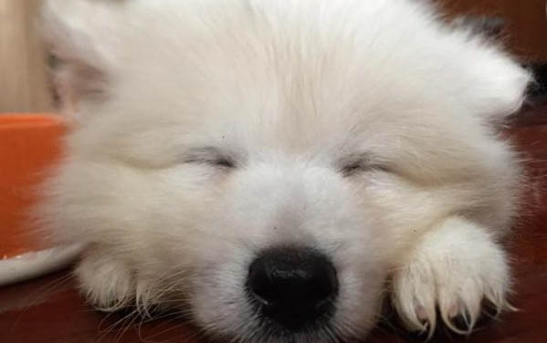 狗狗得犬心絲蟲的表現有哪些